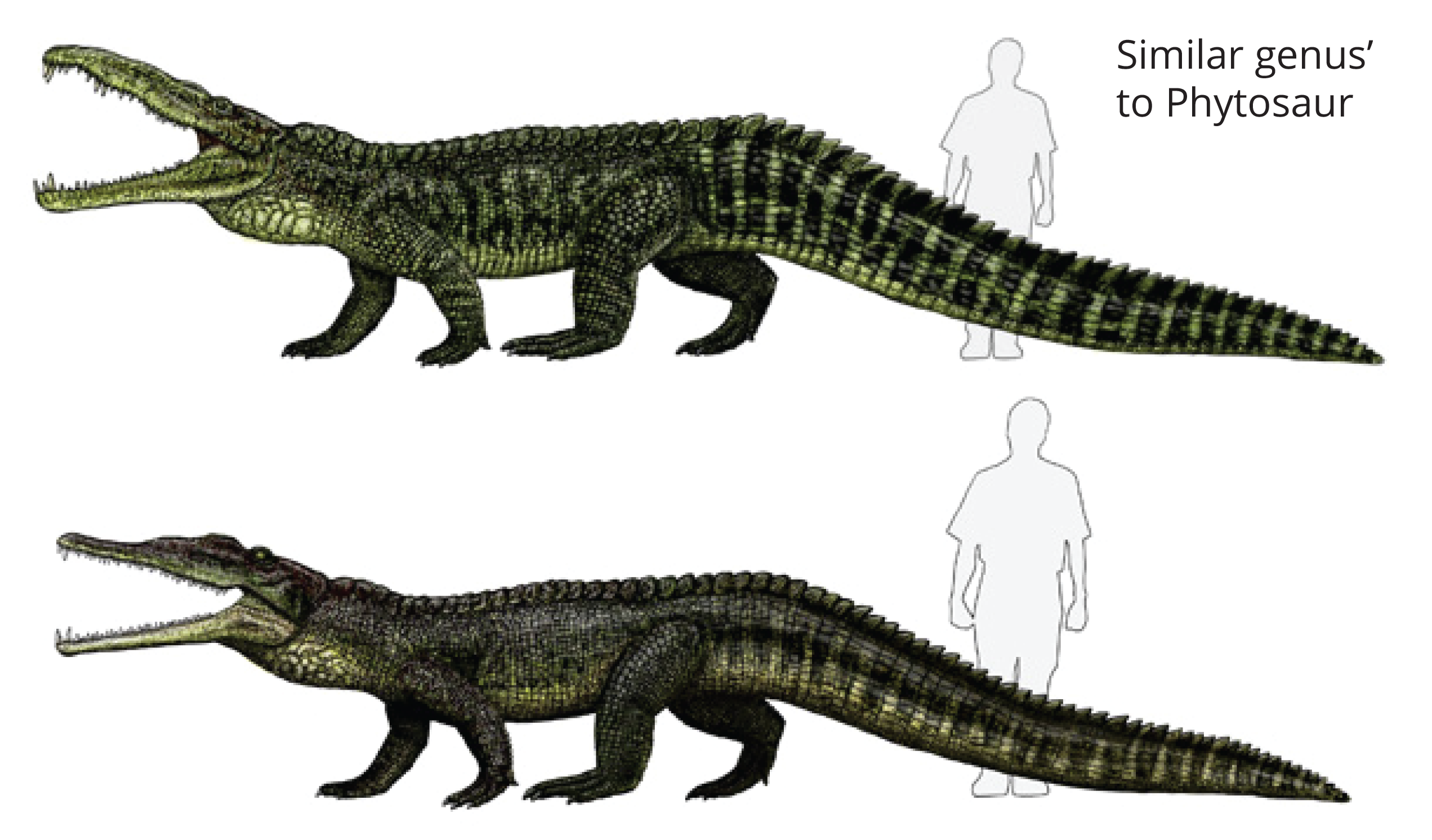 phytosaur-comparison.png