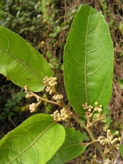 Leaves of G. ulmifolia