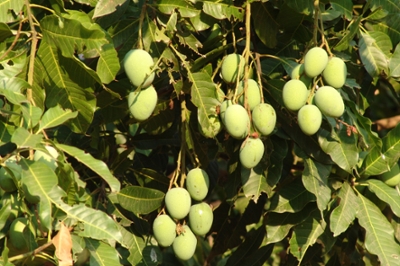 African Mango seed kidney function