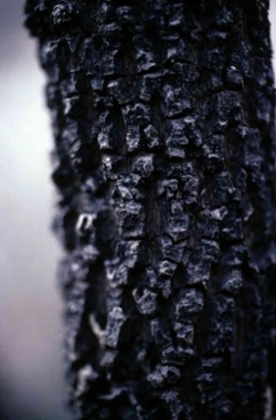 Corteza de Hintonia latiflora
