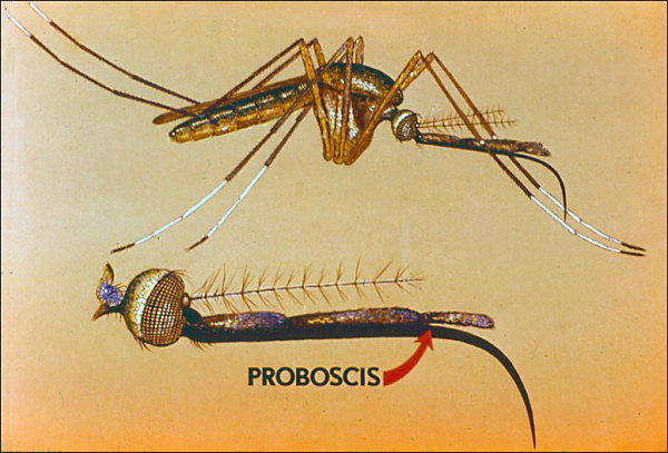 Side view of non-blood-sucking mosquito and proboscis