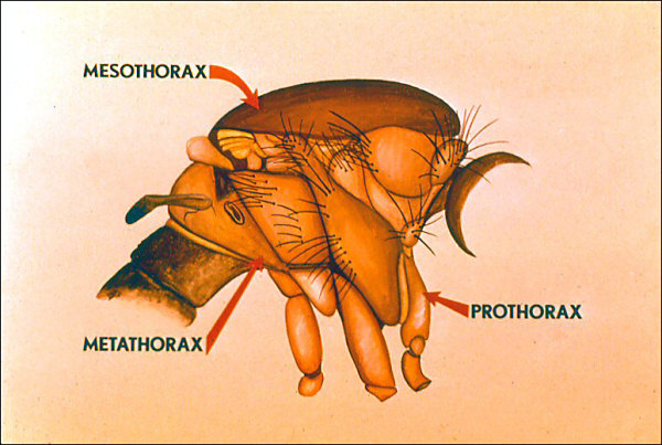 Mosquito thorax parts