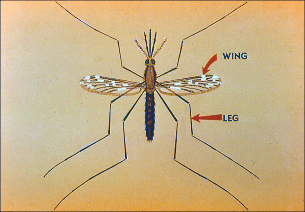 Wing and leg