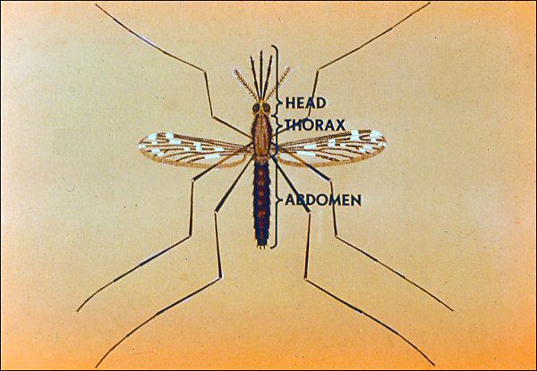 parts of mosquito