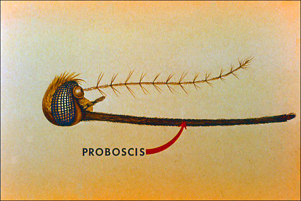 Side view of proboscis