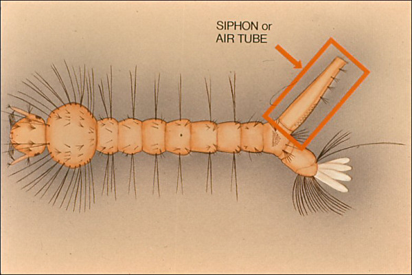 Drawing of Culex larva; overlay with rectangle around air tube labeled 'air tube'