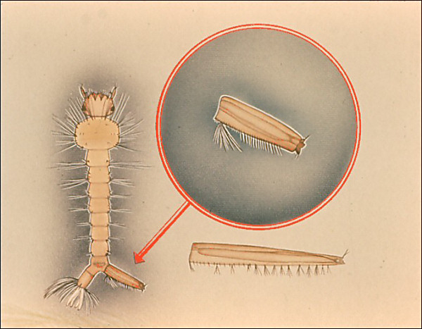 <i>Culiseta</i> larva
