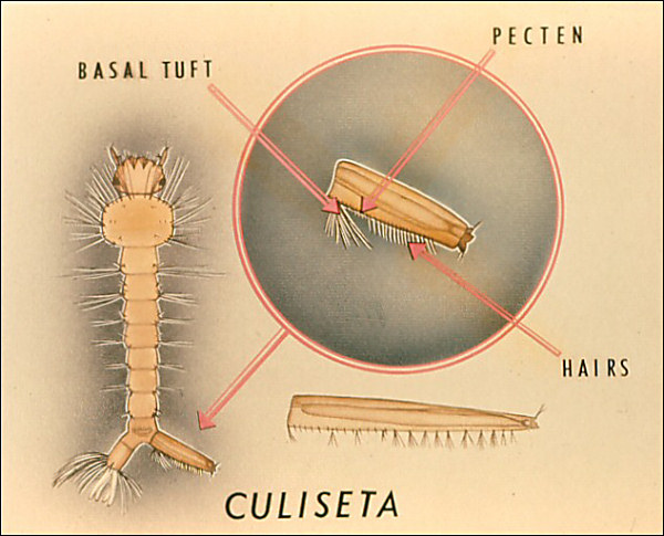 <i>Culiseta</i> larva; overlay with arrows to tufts on air tube (siphon) and basal tuft; labeled 'Culiseta'