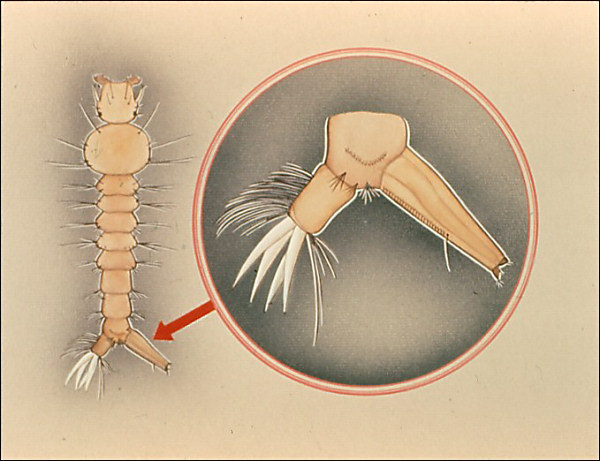 <i>Psorophora</i> larva