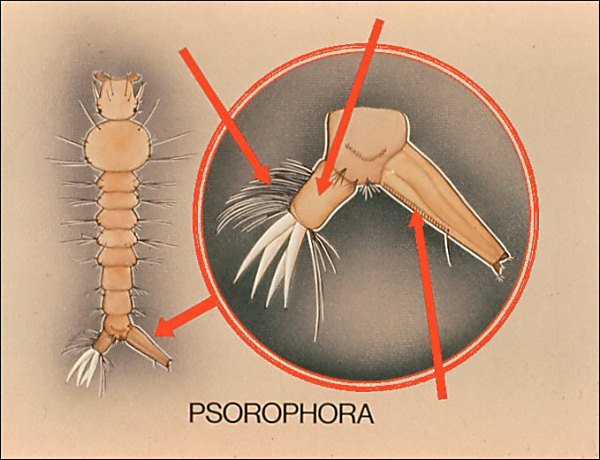 <i>Psorophora</i> larva; overlay with arrows to pecten, ventral tuft, dorsal plates, and ventral brush; labeled 'Psorophora'