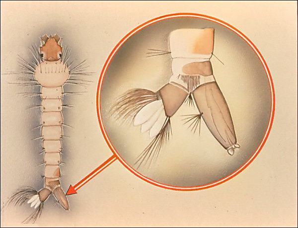 <i>Orthopodomyia</i> larva