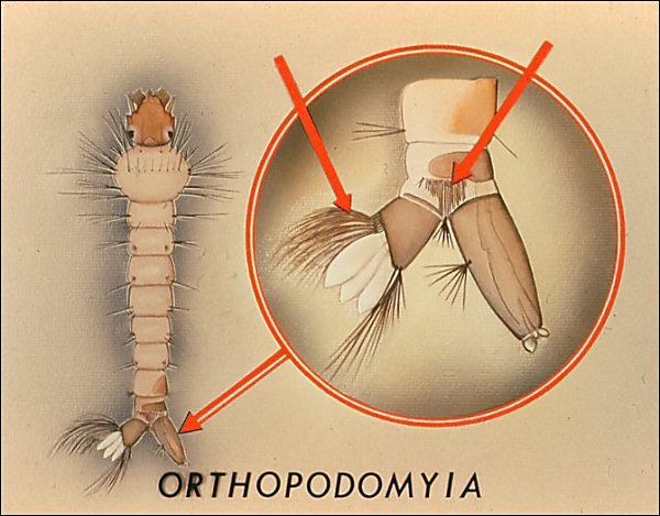 <i>Orthopodomyia</i> larva; overlay with arrows to median ventral brush, comb scales, and labeled 'Orthopodomyia'