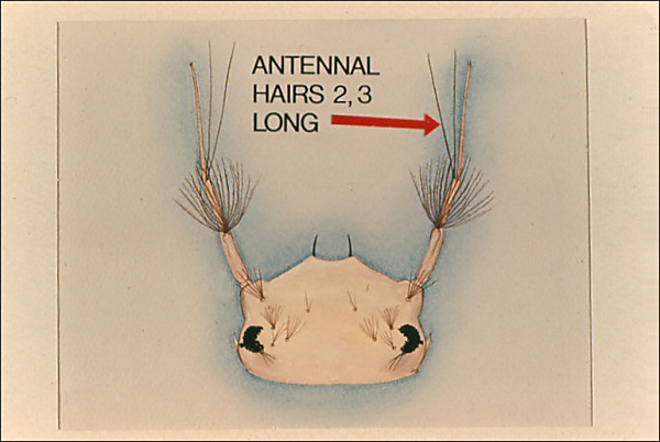 Head and antenna of <i>Mansonia</i> larva without genus label