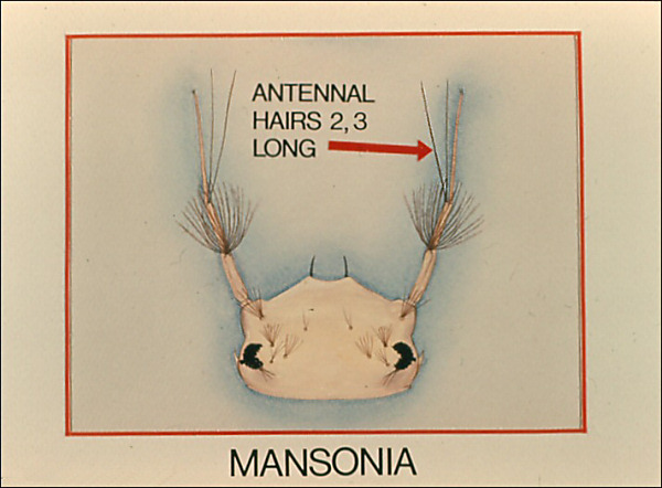 Head and antenna of <i>Mansonia</i> with genus labeled
