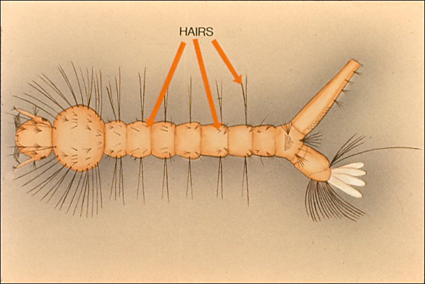 Drawing of Culex larva; overlay with several small arrows to hairs
