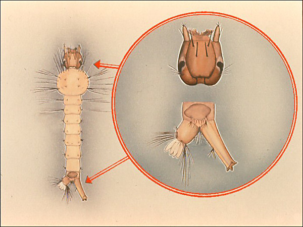 <i>Uranotaenia</i> larva