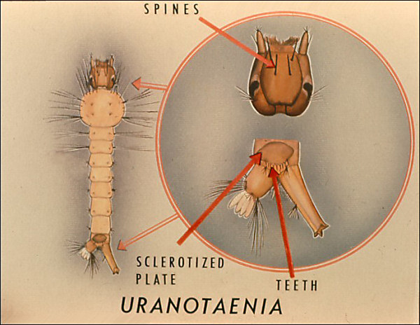 <i>Uranotaenia</i> larva; overlay with circle around head, and arrow to pecten, labeled 'Uranotaenia'