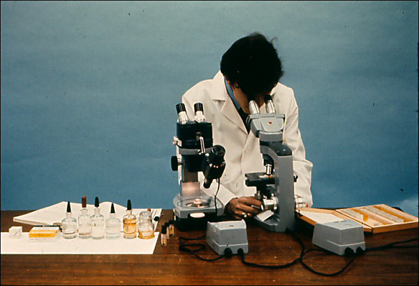 Drawing or photograph of entomologist at dissecting microscope with box of mounted larvae on slides and dish of living larvae