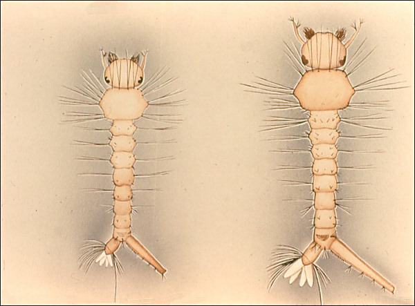 Drawing of third and fourth stage <i>Culex</i> larva