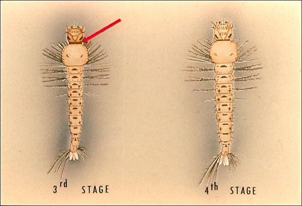 Drawing of third and fourth stage <i>Anopheles</i> larvae with stages labeled. Overlay with arrow to sclerotized collar