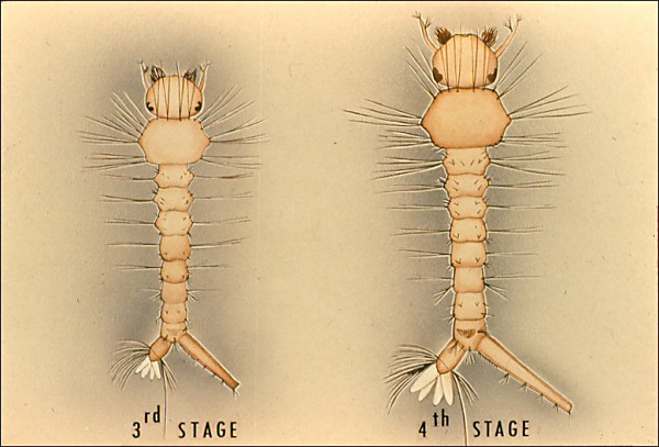 Drawing of third and fourth stage larvae of <i>Culex</i>