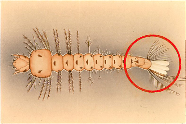 <i>Anopheles</i> larva; overlay with circle around terminal abdominal segments