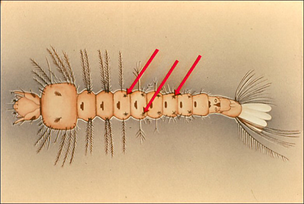 <i>Anopheles</i> larva; overlay with arrows to palmate hairs