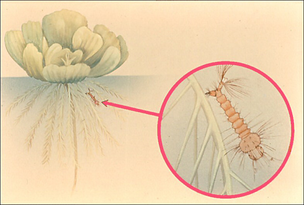Drawing of <i>Mansonia</i> attached to aquatic plant beneath surface of water