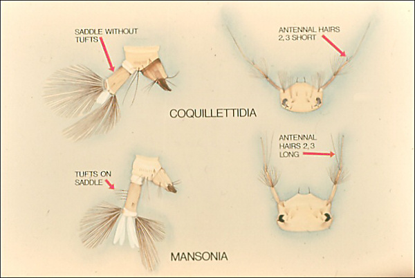 <i>Coquillettidia</i> and <i>Mansonia</i> larvae labeled with structures distinguishing the two
