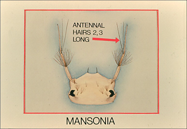 Head of <i>Mansonia</i>