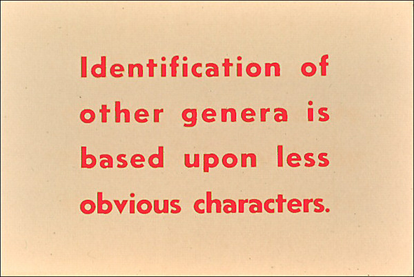 Identification of other genera is based upon less obvious characters label