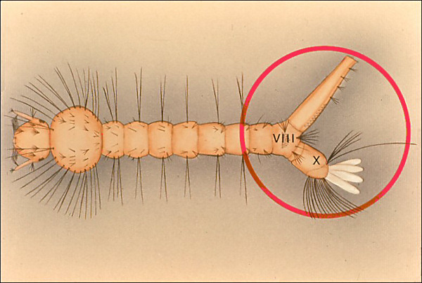 Drawing of <i>Culex</i> larva; overlay with ring around eighth and ninth abdominal segments. Roman numerals on VIII and IX segments