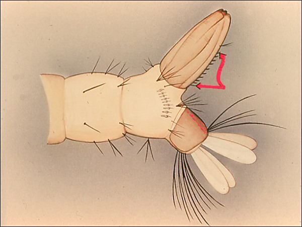 Drawing of terminal segments of <i>Aedes aegypti</i>; overlay with arrow to pecten