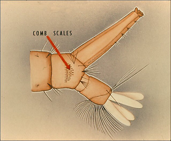 Drawing of terminal segments of <i>Culex pipiens</i>; overlay with arrow labeled 'comb scales'