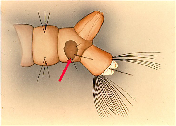 Drawing of terminal abdominal segments of <i>Toxorhynchites</i>; overlay with arrow to sclerotized plate