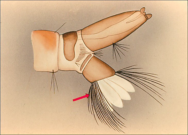 Drawing of terminal segments of <i>Orthopodomyia</i>; overlay with arrow to median ventral brush
