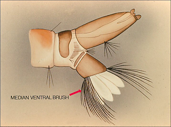 Drawing of terminal segments of <i>Orthopodomyia</i>; overlay with arrow labeled 'median ventral brush'