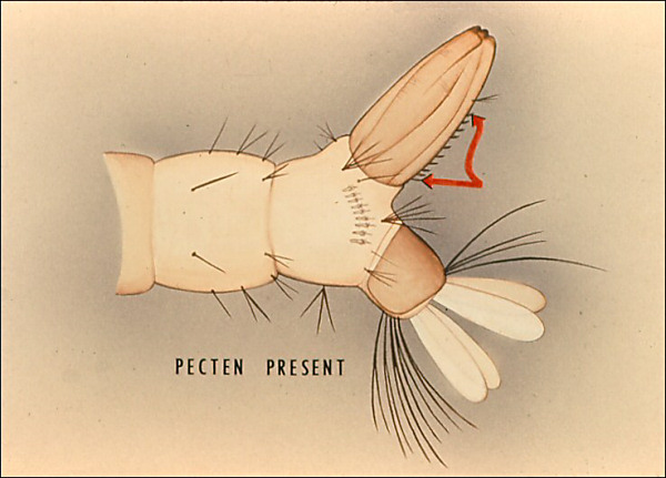 Drawing of terminal segments of <i>Aedes</i>; overlay with arrow to pecten. Label below specimen, 'pecten present'