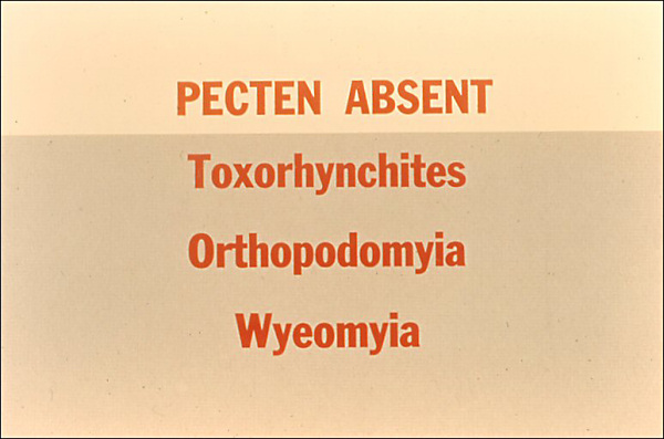 <i>Toxorhynchites, Orthopodomyia, Wyeomyia</i>