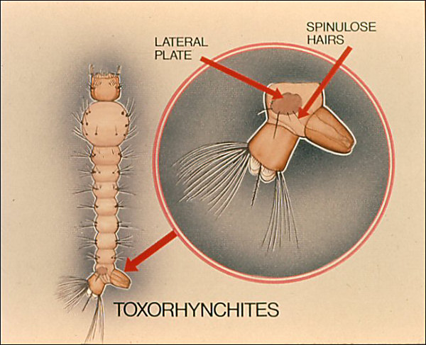 Drawing of <i>Toxorhynchites</i> larva; overlay with labeled arrows to lateral plate and spinulose hairs. Labeled '<i>Toxorhynchites</i>'