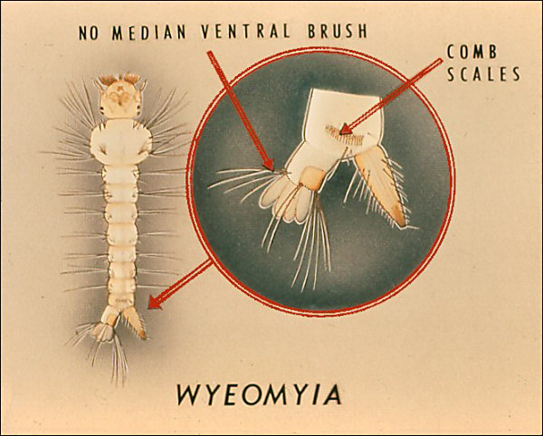 Drawing of <i>Wyeomyia</i> larva; overlay with labeled arrows to comb scales and median ventral brush. Labeled 'Wyeomyia'