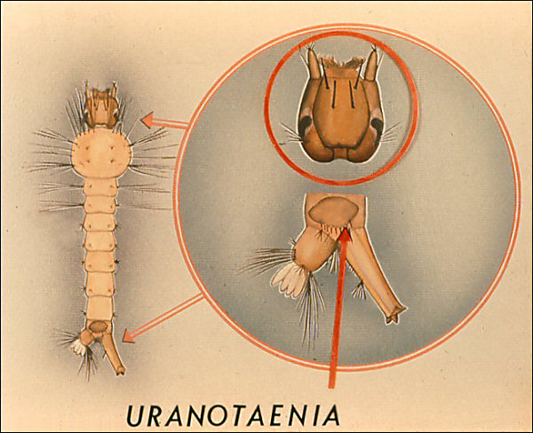 Drawing of <i>Uranotaenia</i> larvae. Overlay with labeled arrow to spines on hand; labeled 'Uranotaenia'