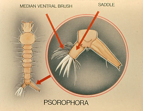 Drawing of <i>Psorophora</i> larva. Overlay with labeled arrows to air tube hairs, dorsal plate, and median ventral brush; labeled 'Psorophora'