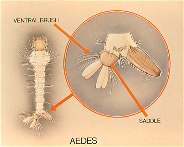 Drawing of <i>Aedes</i> larva. Overlay with labeled arrows to ventral hairs, dorsal plates, and ventral brush
