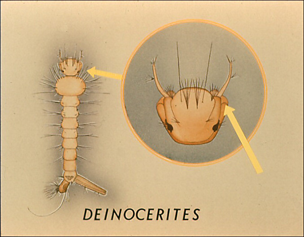 Drawing of Deinocerites larva. Overlay with labeled arrow to lateral pouches on head; labeled 'Deinocerites'