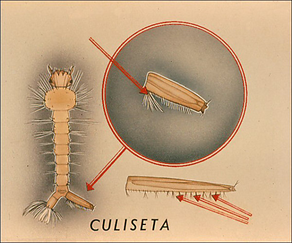 Drawing of <i>Culiseta</i> larva. Overlay with labeled arrows to basal tuft, pecten, and row of hairs; labeled 'Culiseta'