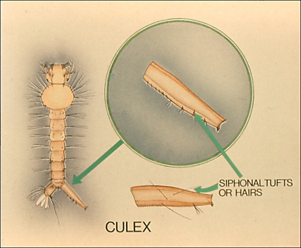 Drawing of <i>Culex</i> larva. Overlay with labeled arrow to row of hairs or scattered hairs