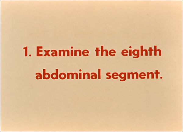 Examine the eighth abdominal segment