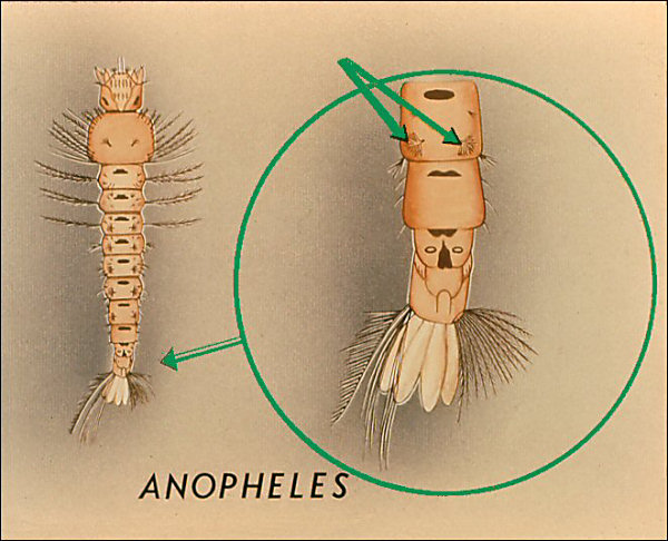 <i>Anopheles</i> larva; overlay with two or three arrows to palmate hairs and labeled 'Anopheles'