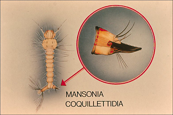 <i>Coquillettidia</i> larva with overlay labeled 'Mansonia', and 'Coquillettidia'